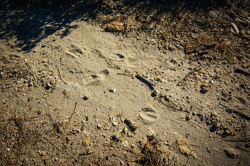 Deer tracks on a trail in the Santa Rosa mountains near Toro Peak in Southern California.