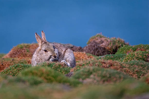 Skokholm Island Rabbit scratching stock photo