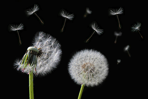istock Dandelion flowers and flying seeds 178110442