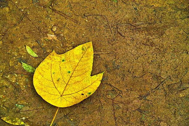 Fallen Leaf stock photo