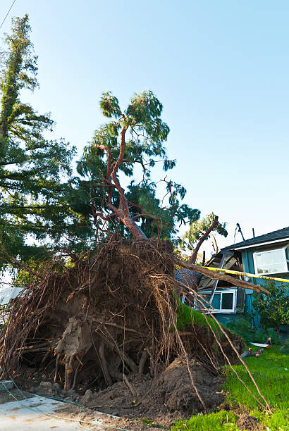 istock Thank goodness for Home insurance due to tree assasin 178110538