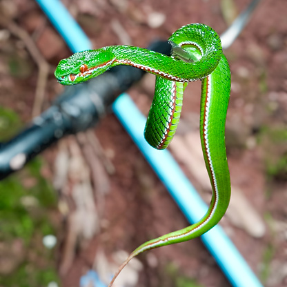 It is a non-venomous green snake. It looks cute for people who are not afraid of snakes. It is green like a leaf. And it likes to stay on branches to camouflage itself. It eats insects and small animals as food.
