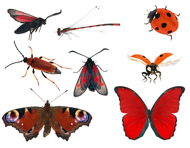 istock red color insect collection isolated on white 178111216
