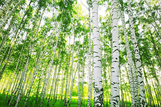 istock Cluster of birch trees in forest with light shining through 178111342