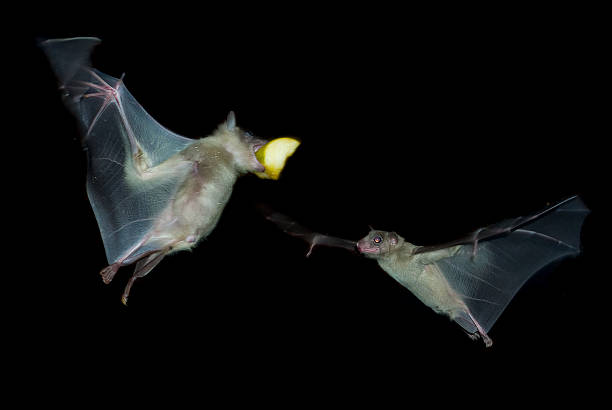 istock couple of fruit bat eating 178111461
