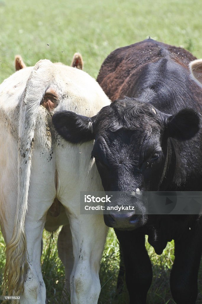 Fore & Heifers, popa - Foto de stock de Agricultor royalty-free