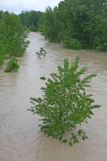 istock green trees of Elm and Hazel immersed in mud 178111545