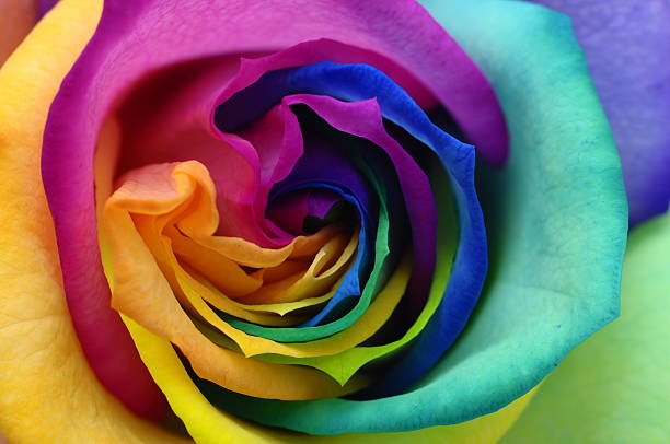 istock Close up of rainbow rose heart 178111553