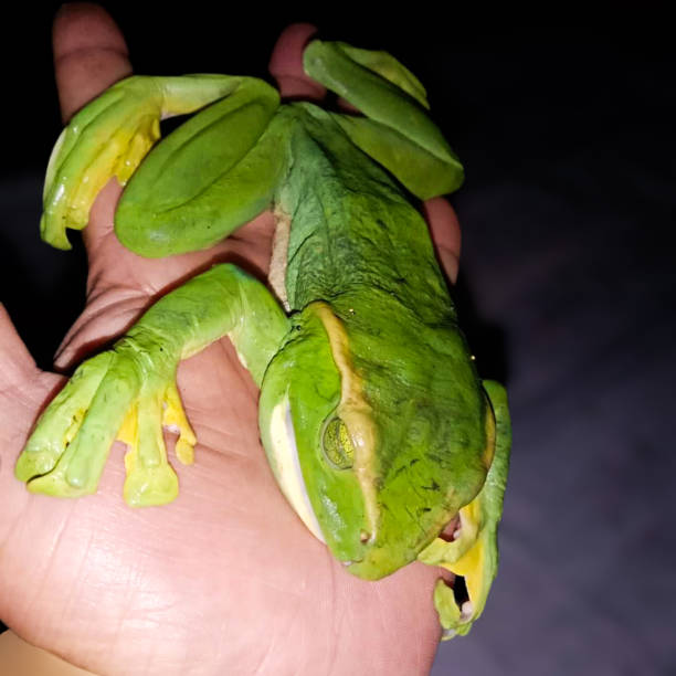 手のひらの上の緑のカエル - green treefrog frog common frog tree frog ストックフォトと画像