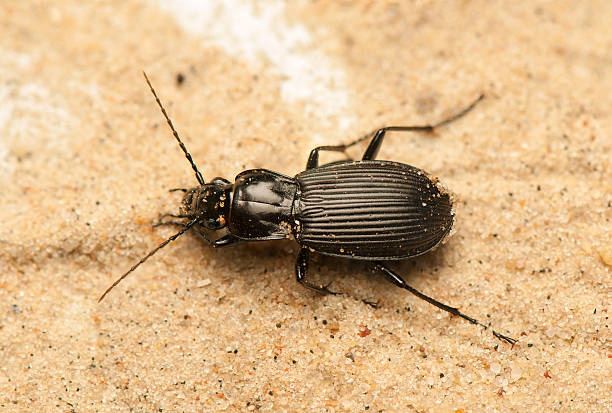 Pterostichus niger stock photo