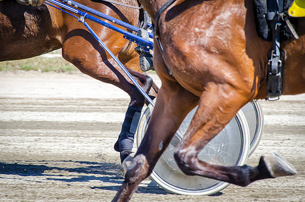 istock Harness racing. Racing horses harnessed to lightweight strollers. 178112351