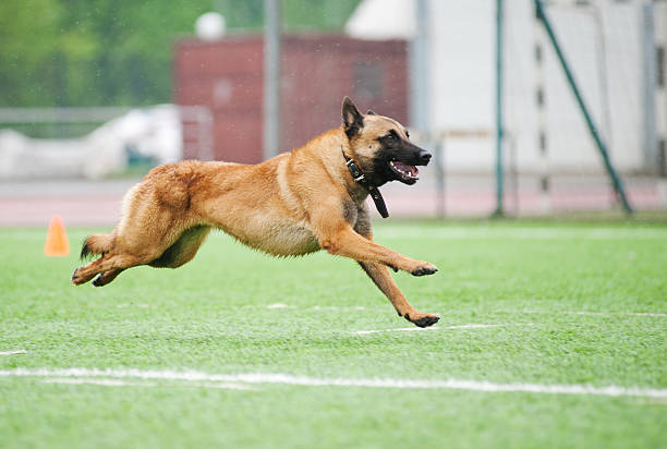 istock funny Belgian Shepherd Malinois dog running 178112422