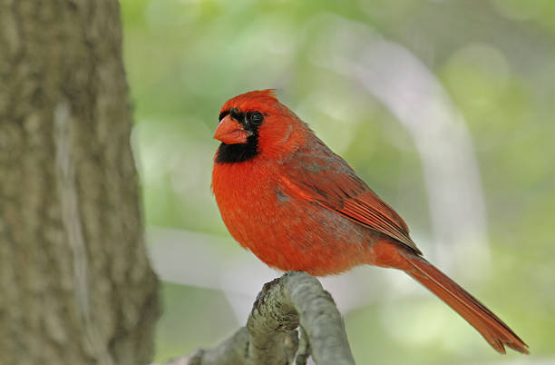 istock Male Northern Cardinal 178112444