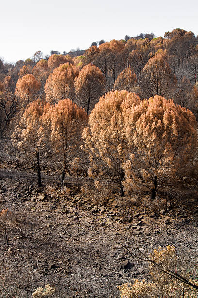 permanece de um incêndio florestal - pine tree imagens e fotografias de stock