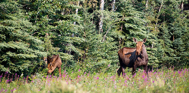 Giant Alaskan Moose Female Leads Calf From Forest Wildflowers A large Alaskan Moose stands at the edge of the woods with baby calf cow moose stock pictures, royalty-free photos & images