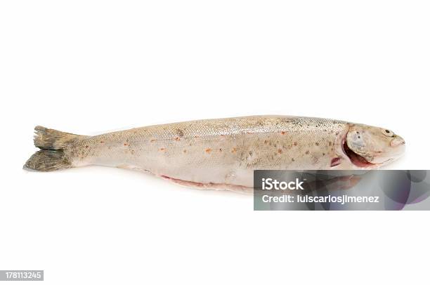 淡水魚 - オキスズキのストックフォトや画像を多数ご用意 - オキスズキ, カットアウト, ブラウントラウト