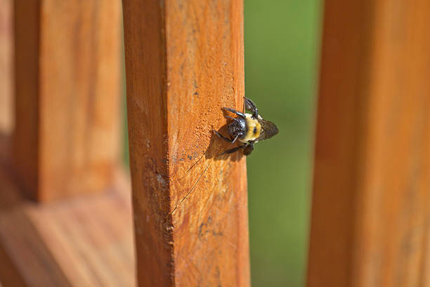 abeille menuisière burrowing dans une terrasse - abeille menuisière photos et images de collection