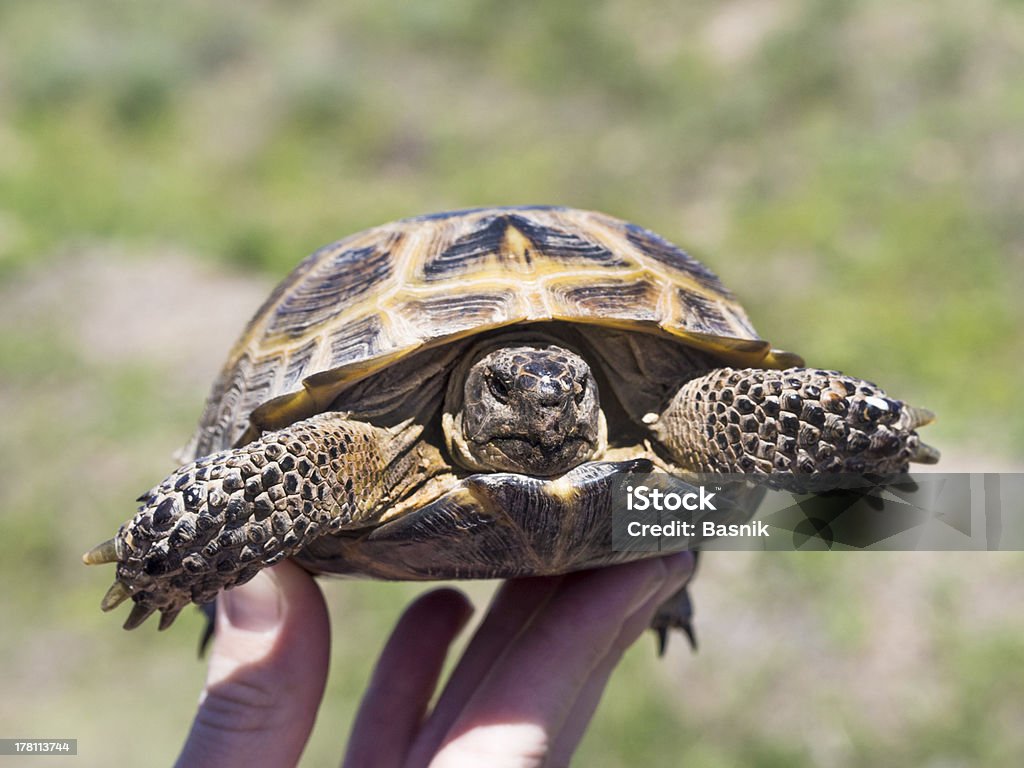 Schildkröten auf der Seite - Lizenzfrei Lederschildkröte Stock-Foto
