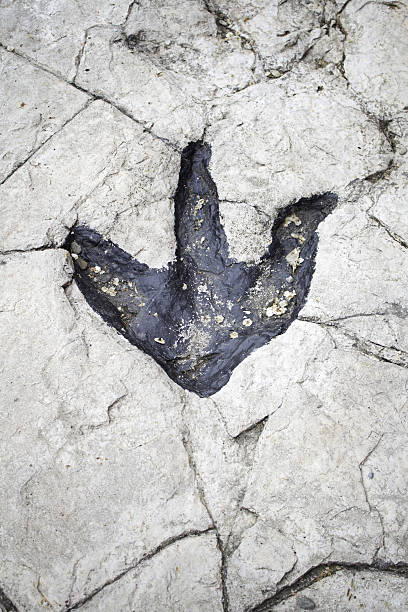 Black dinosaur footprint in stone