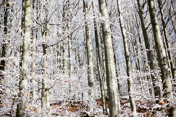 Forest with snow, passo del Lagastrello, Tuscany, Italy