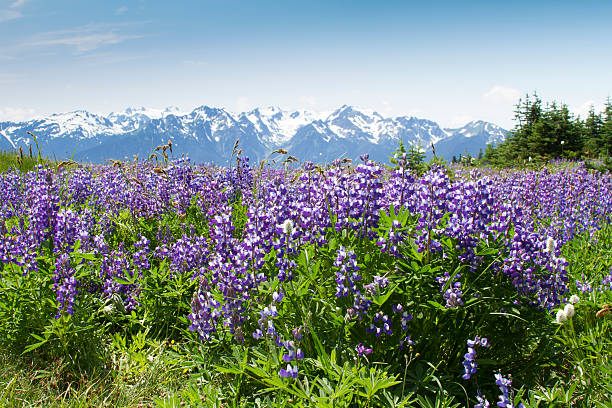 istock Wildflowers at Hurricane Ridge, Olympic National Park 178114482