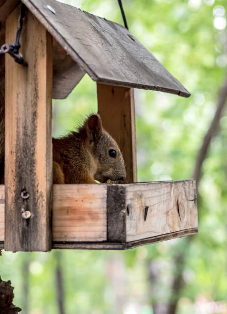 istock a red squirrel in a city park in a feeder 1781147064
