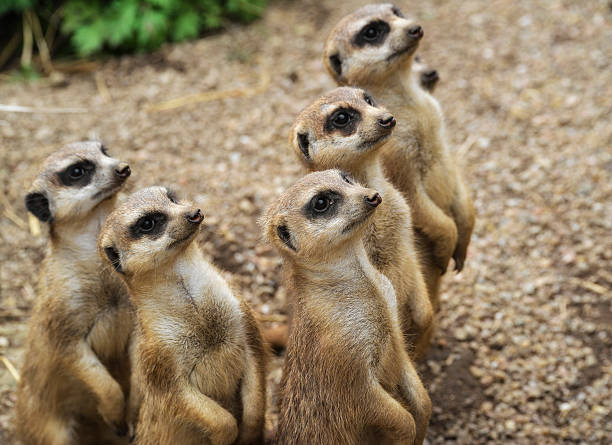 Meercats 스톡 사진