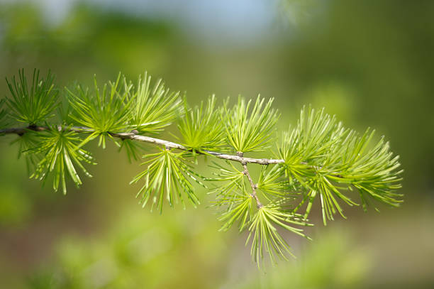 Young needles on a branch of a small tree larch, soft-focus.