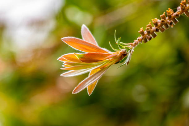 Macro capture of the fine hairs on a new flower bud of a perennial buttercup plant in the spring.