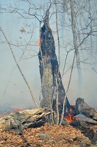 An ablaze tree in forest fire. Early spring.