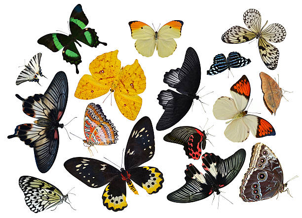 coleção de insetos - butterfly flying tropical climate close to imagens e fotografias de stock