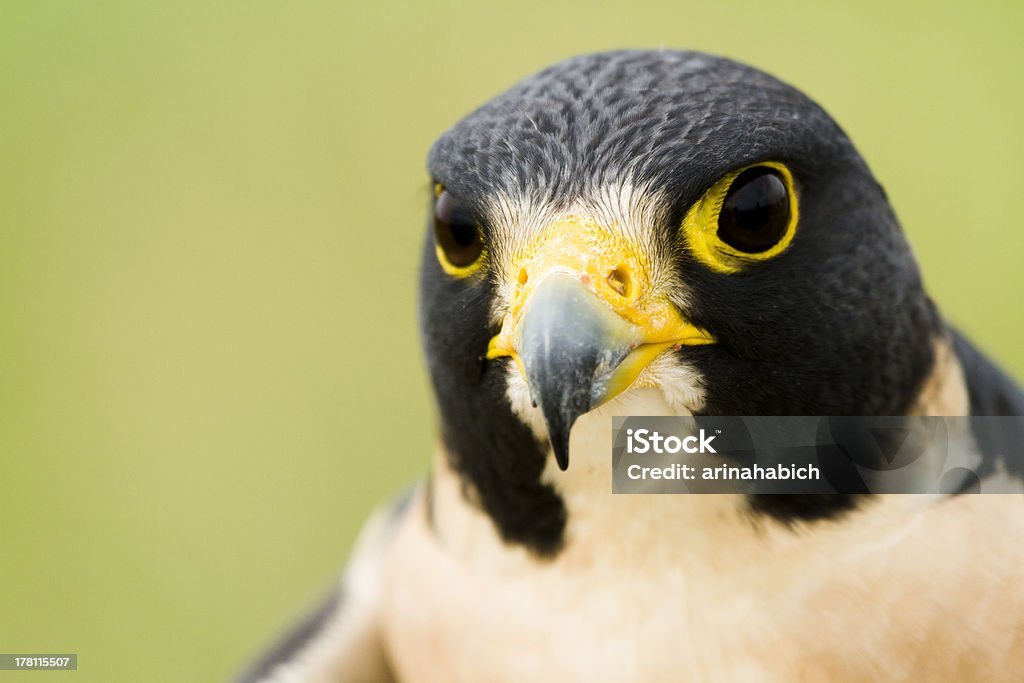 Peregrine Falcon Close up of peregrine falcon in captivity. Animal Body Part Stock Photo