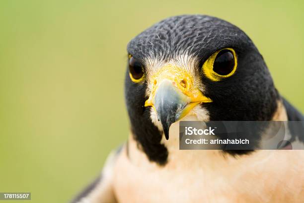 Peregrine Falcon Stock Photo - Download Image Now - Animal Body Part, Animal Head, Animal Wildlife