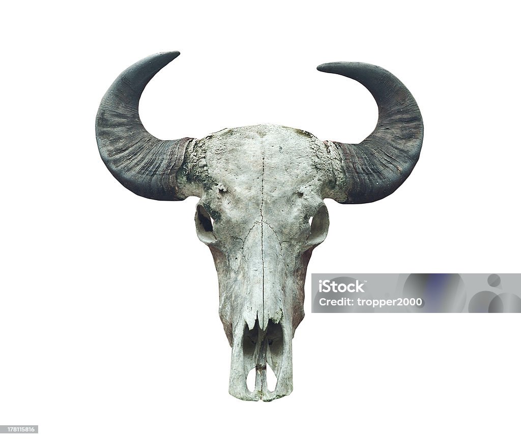 buffalo teschio sul bianco. - Foto stock royalty-free di Arrugginito