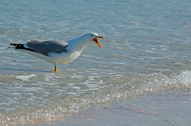 istock seagull screaming in the water 178115933