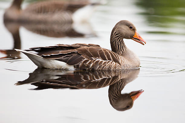 istock Greylag Goose in Water 178116039