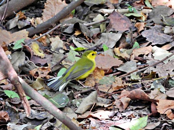 istock Hooded Warbler (Setophaga citrina) - immature 1781160727