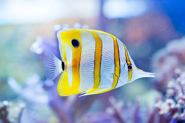 chelmon rostratus (copperband pez mariposa) - copperband butterflyfish fotografías e imágenes de stock