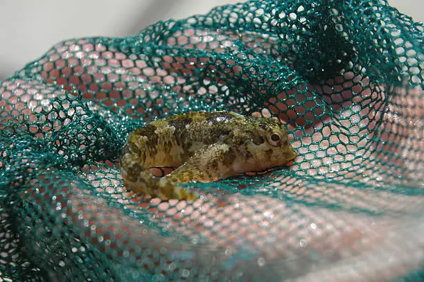 Small Yellow and Brown Fish on Green Net