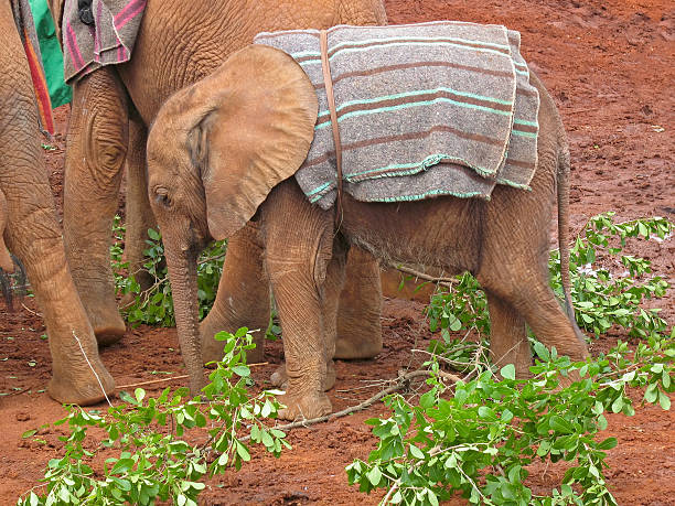 istock Baby elephant covered with horsecloth stands in profile 178116448