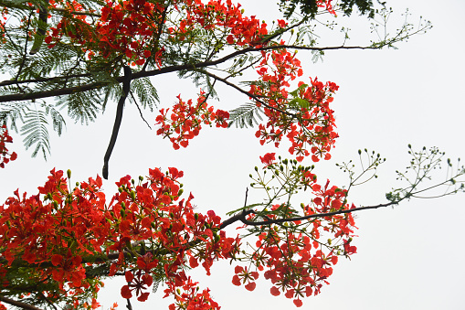 The bright red flowers of Delonix regia