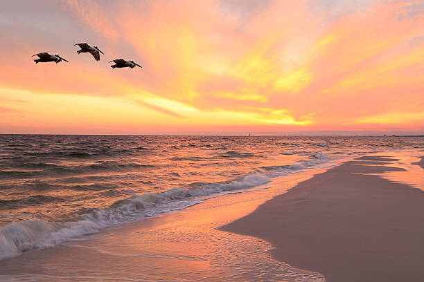 istock Brown Pelicans Fly Over the Beach at Sunset 178116700