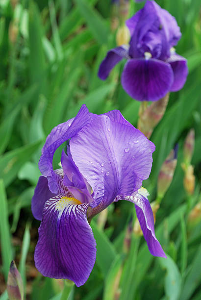 Purple iris stock photo