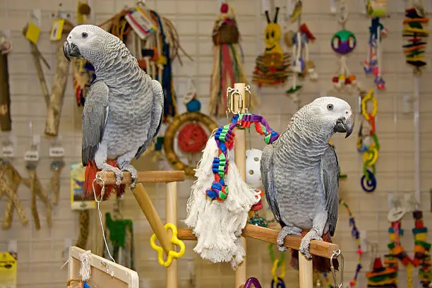 Photo of African Greys