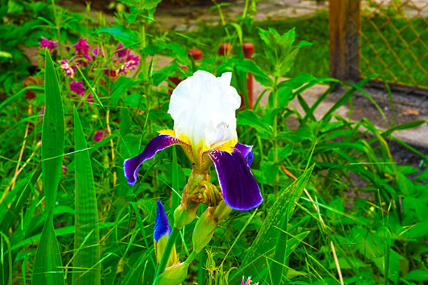 Close Up di fiore colorato & tra piante di fiori di rosa e verde - foto stock