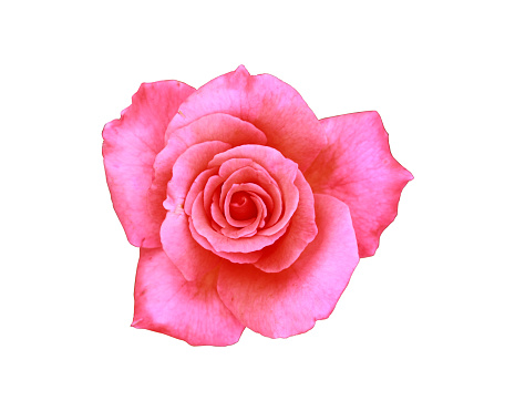 Pink rose flower isolated on a white background with clipping path and full depth of field