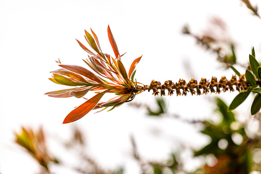 Closeup Bottle brush new leaves in springtime, background with copy space, full frame horizontal composition