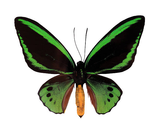 170+ Ornithoptera Euphorion Stock Photos, Pictures & Royalty-Free