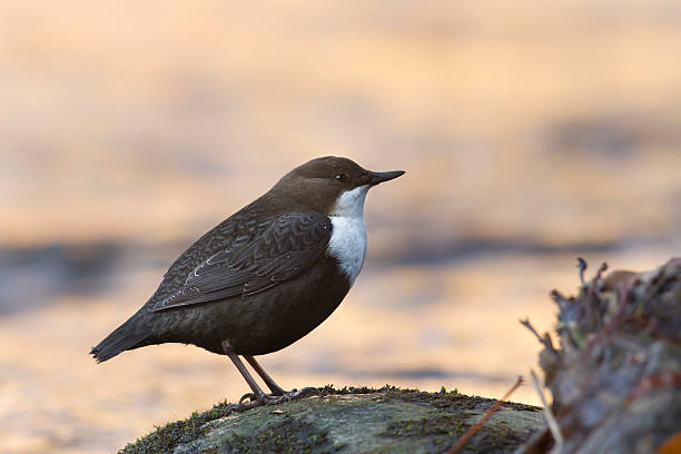 White-throated Dipper river bird (Cinclus-cinclus) "bird species Cinclus cinclus, Vosges, France" cinclidae stock pictures, royalty-free photos & images