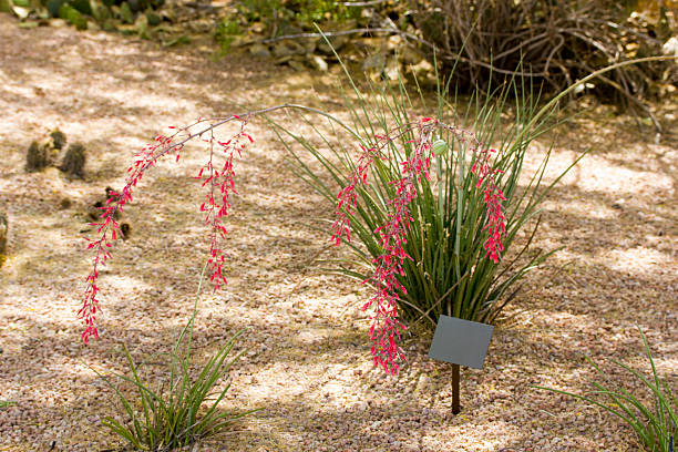 yucca rosso - flower desert single flower cactus foto e immagini stock